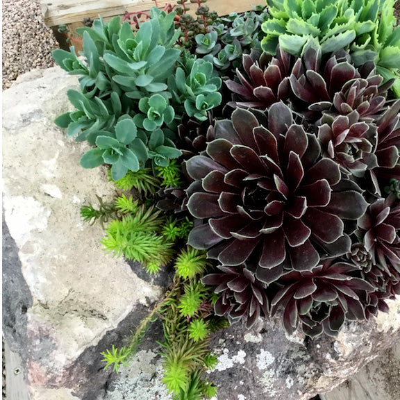 succulents dc Designer's Choice- Succulent Garden