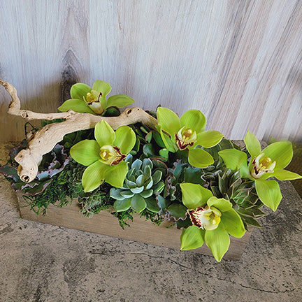 Succulent Bloom Box