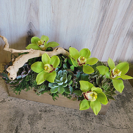 succulent flower bloom Succulent Bloom Box