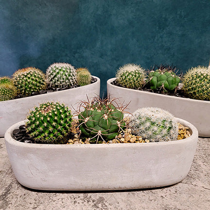 Triple Cacti in Concrete