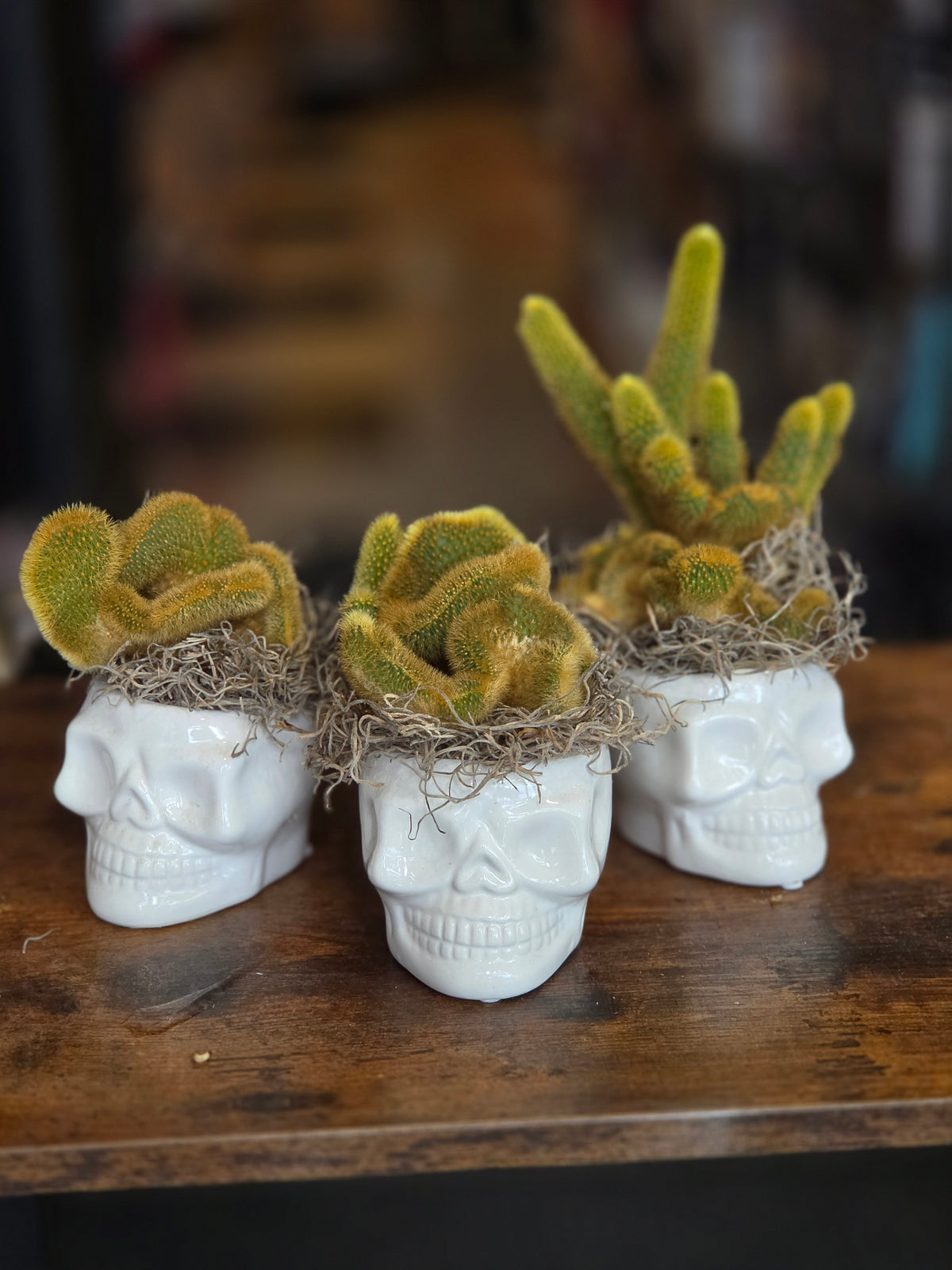 Cacti Skull