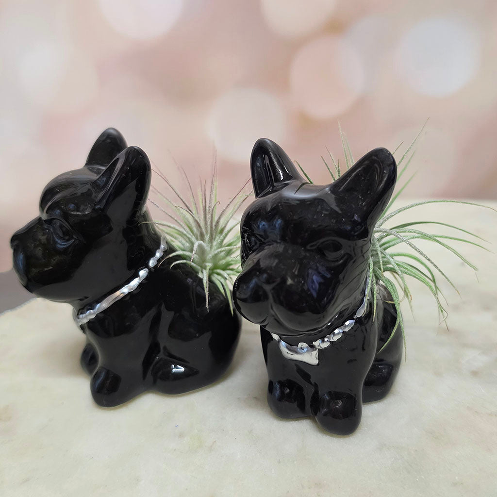 Bulldog w/ Mini Air Plant (White or Black)