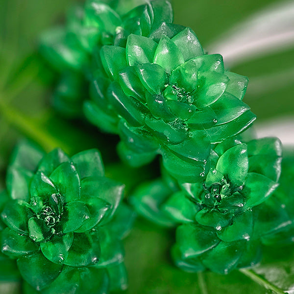 succulent soapery Mini Succulent Soaps- 3 colors