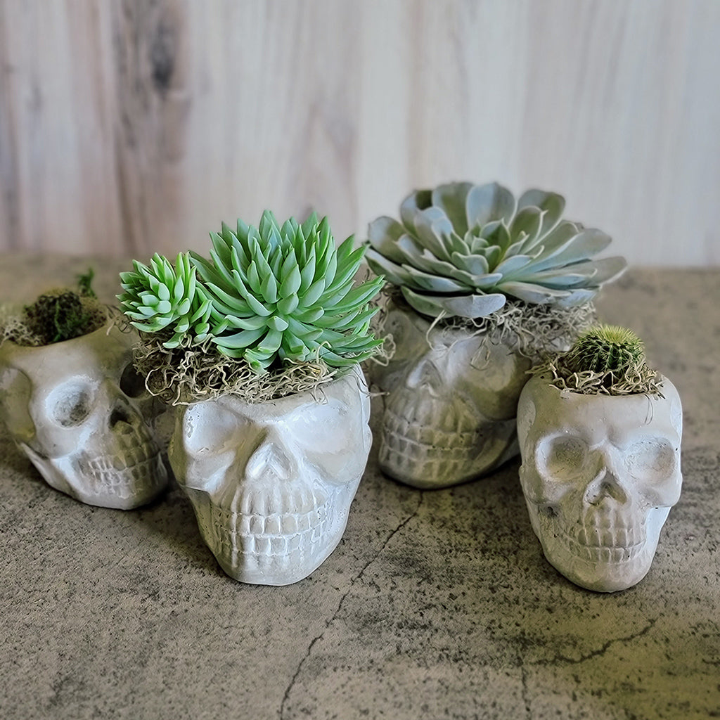 skull succulent Cement Skull Planters- 2 Sizes