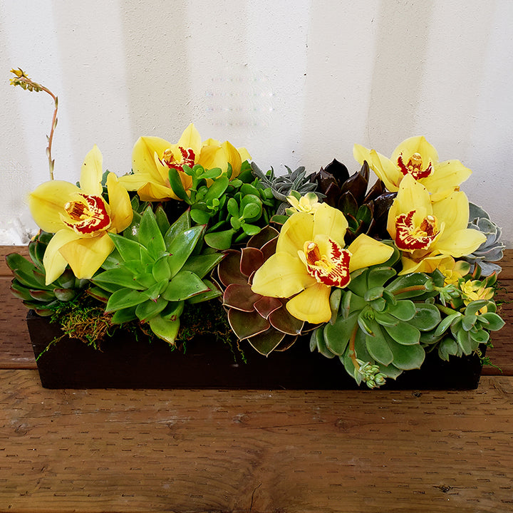 ace succulents Succulent Bloom Box