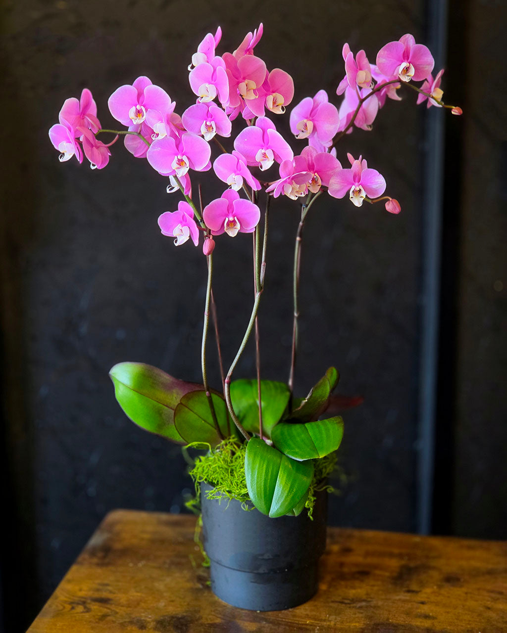 Triple Stem Purple Orchid Planter- Limited Availability at a Special Price