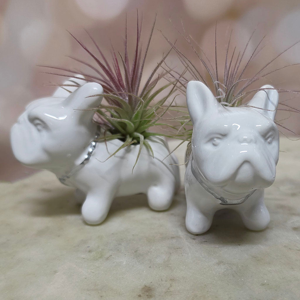 Bulldog w/ Mini Air Plant (White or Black)