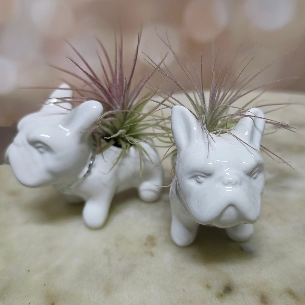 Bulldog w/ Mini Air Plant (White or Black)