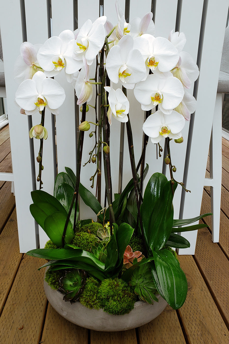 XLg Phalaenopsis Orchid Planter