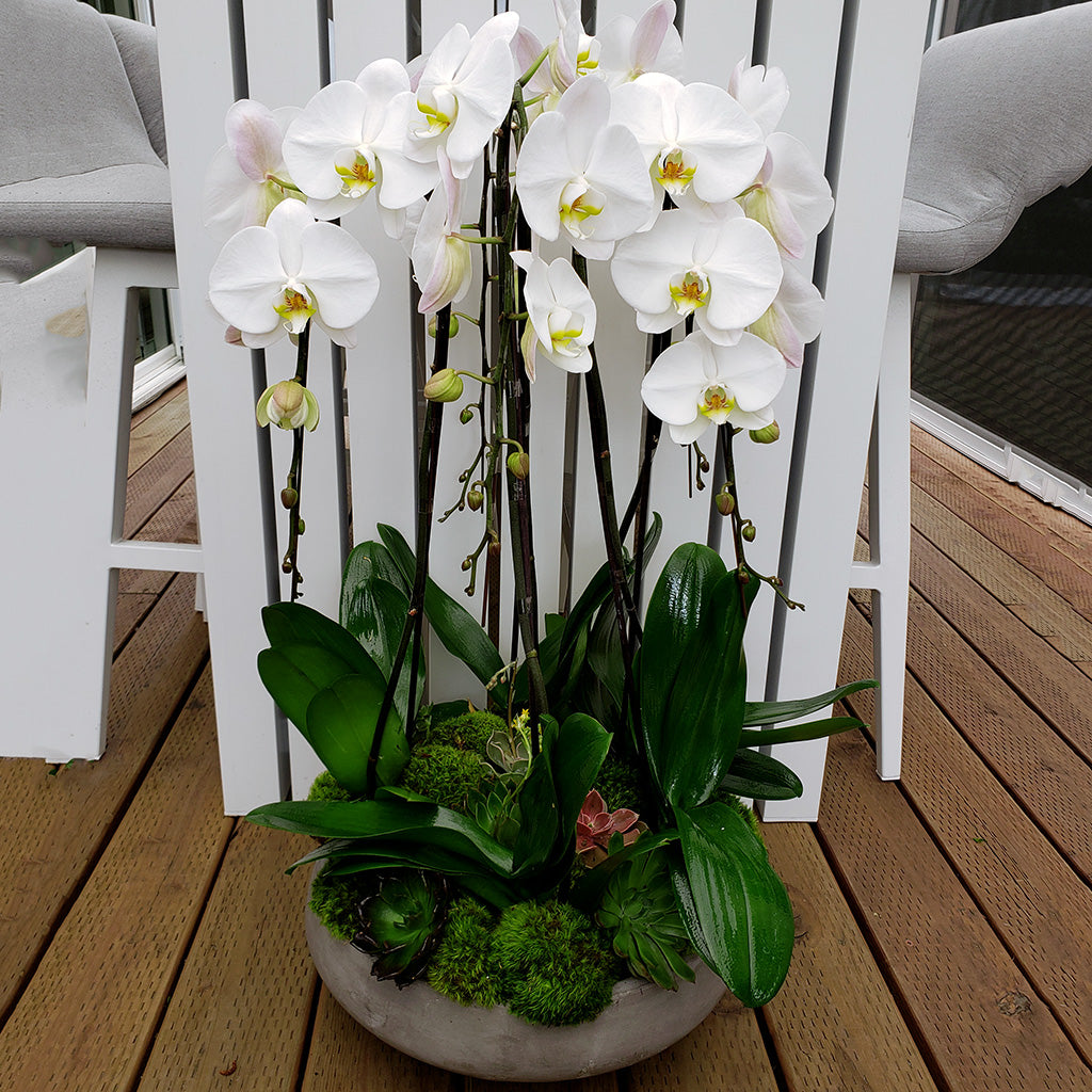 XLg Phalaenopsis Orchid Planter