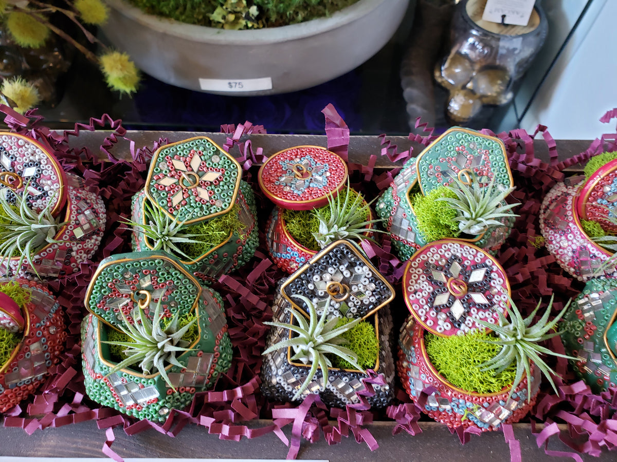 Mini air plant in jewel boxes