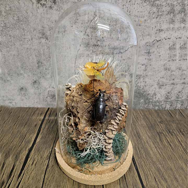 What is an insect terrarium?