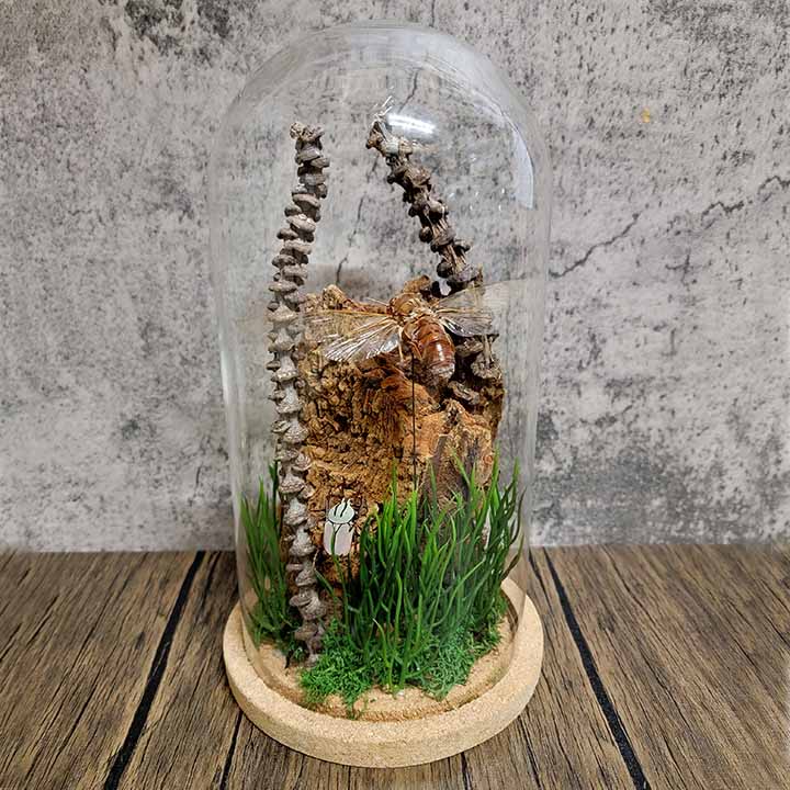 Creating the perfect habitat for your insects