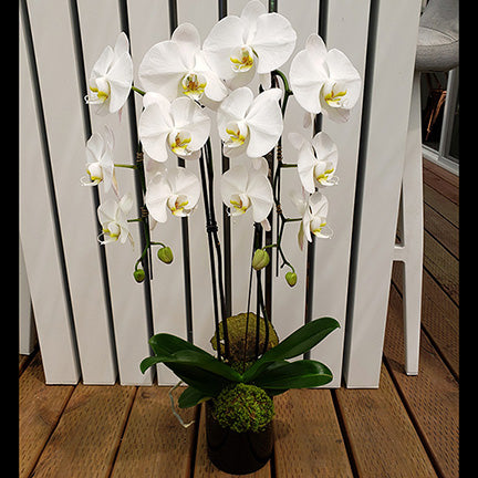 Large Phalaenopsis Orchid Planter