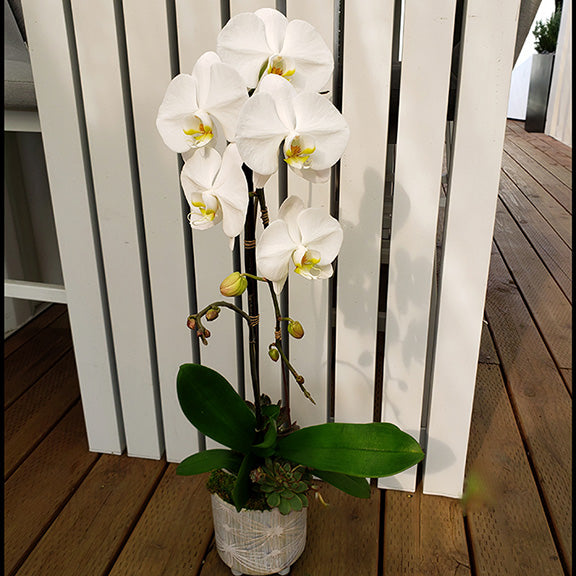 Large Phalaenopsis Orchid Planter