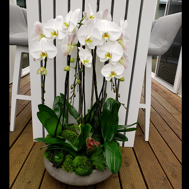 XLg Phalaenopsis Orchid Planter