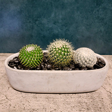 Triple Cacti in Concrete